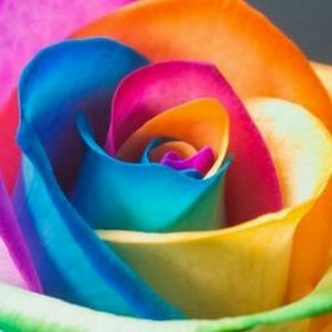 Meet your Posher, Virginia lynn